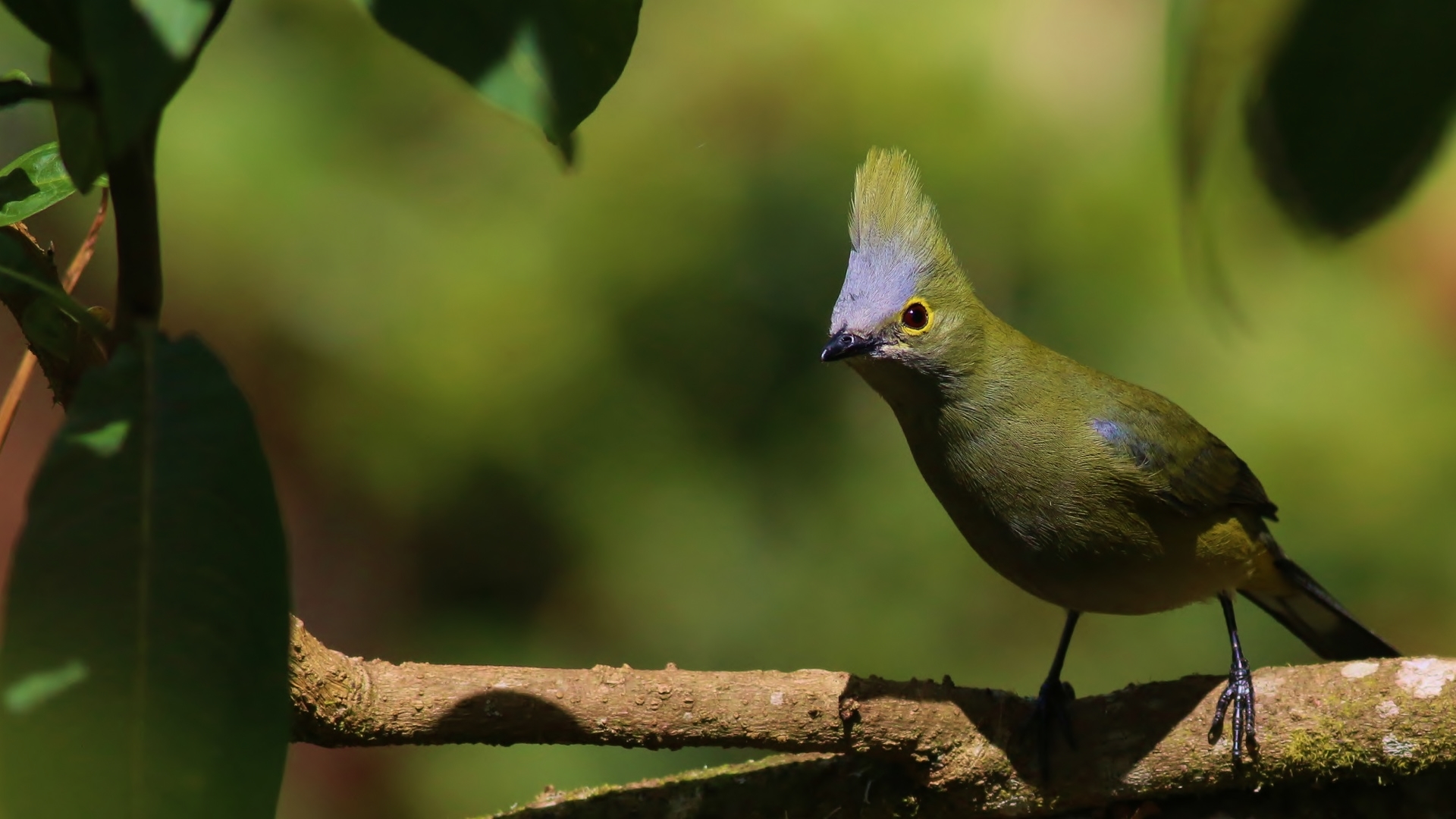 Long-tailed Silky-flycatcher